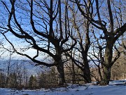 22 Pestando neve tra faggi secolari dalle bellissime forme